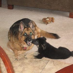 Meet your Posher, Susan